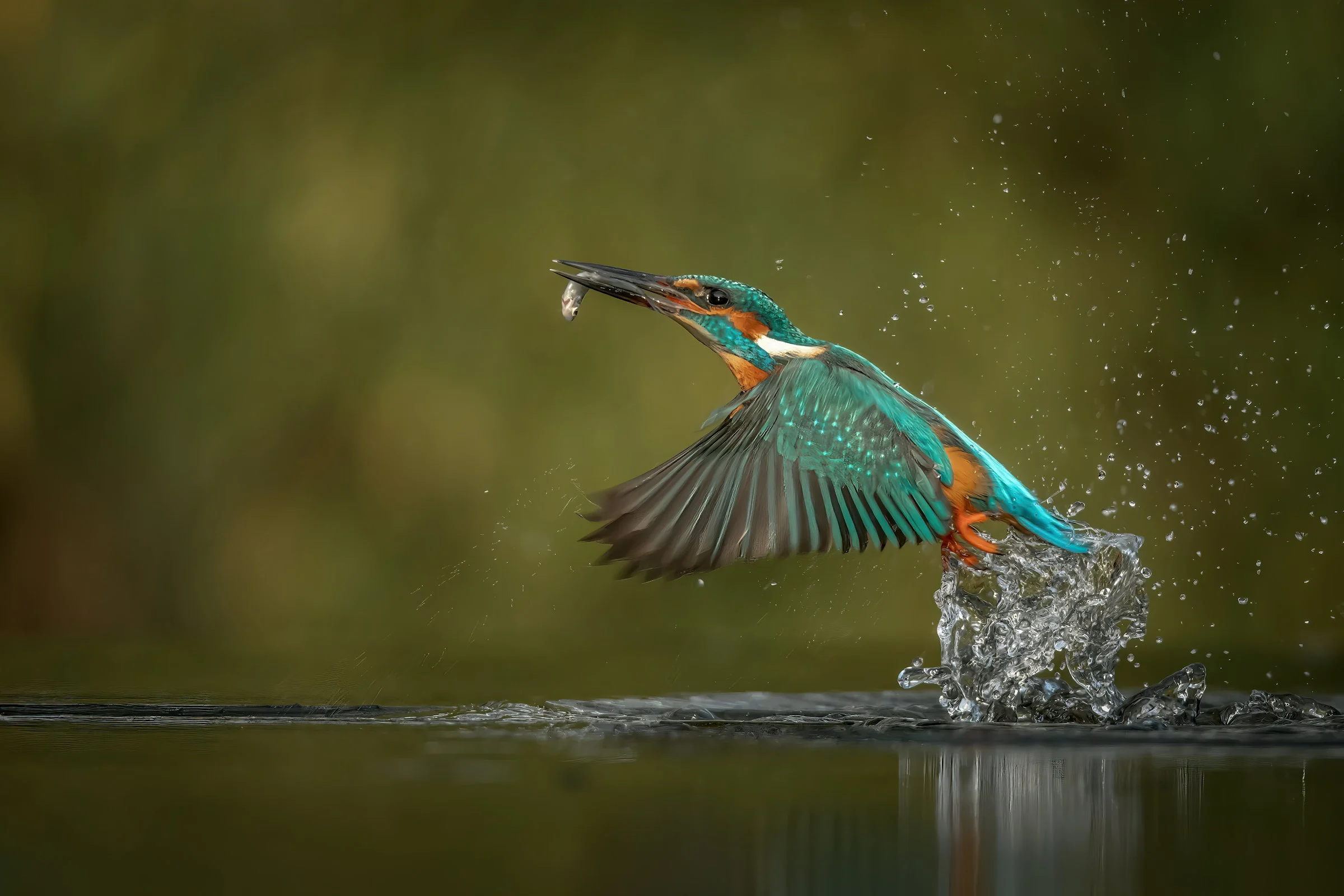 Top 10 locaties vogelfoto’s België