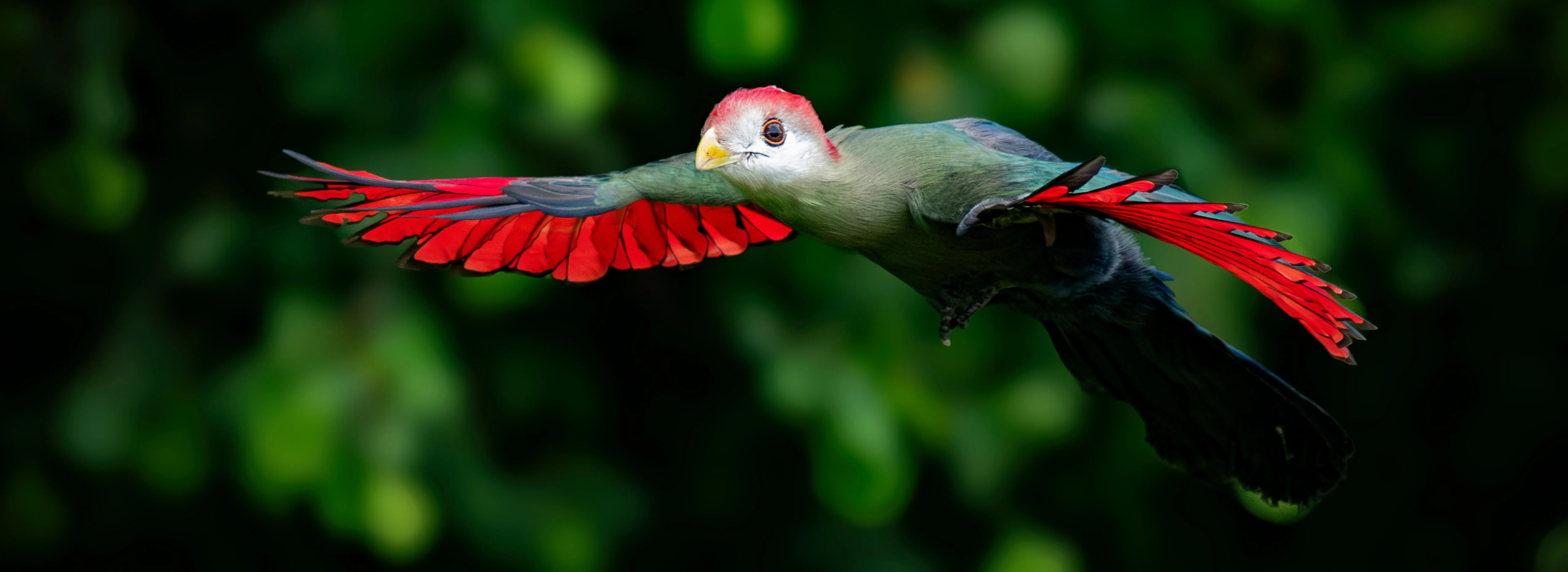 Roofvogelfotografie